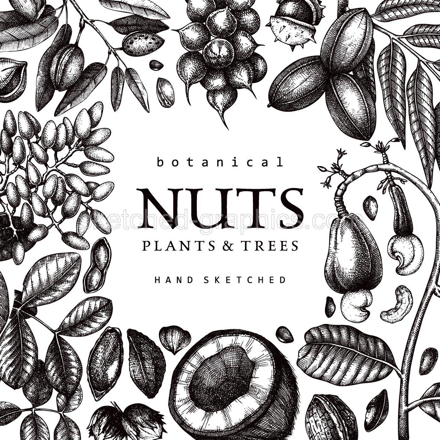 Vector nuts card in vintage style. Vintage nuts sketched frame. Healthy food background with branches, plants, fruit, nutshells hand-drawings. Realistic botanical illustrations for packaging design Illustration